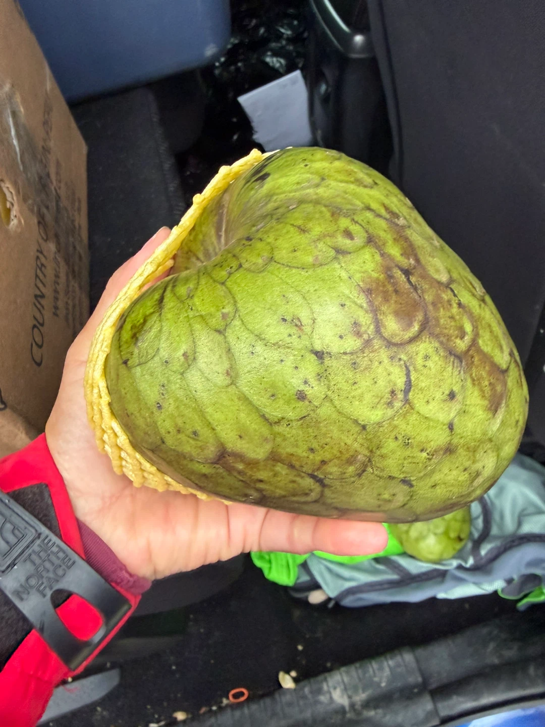 Fresh delicious Cherimoya Fruit from Peru - photo 2
