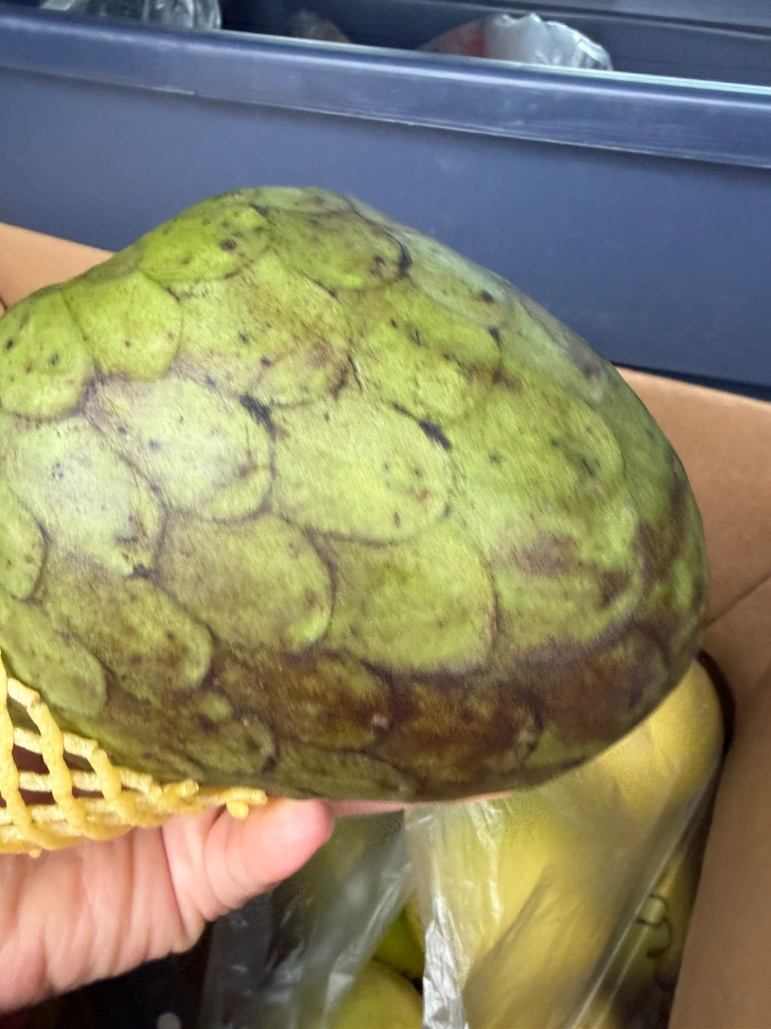 Fresh delicious Cherimoya Fruit from Peru - photo 3