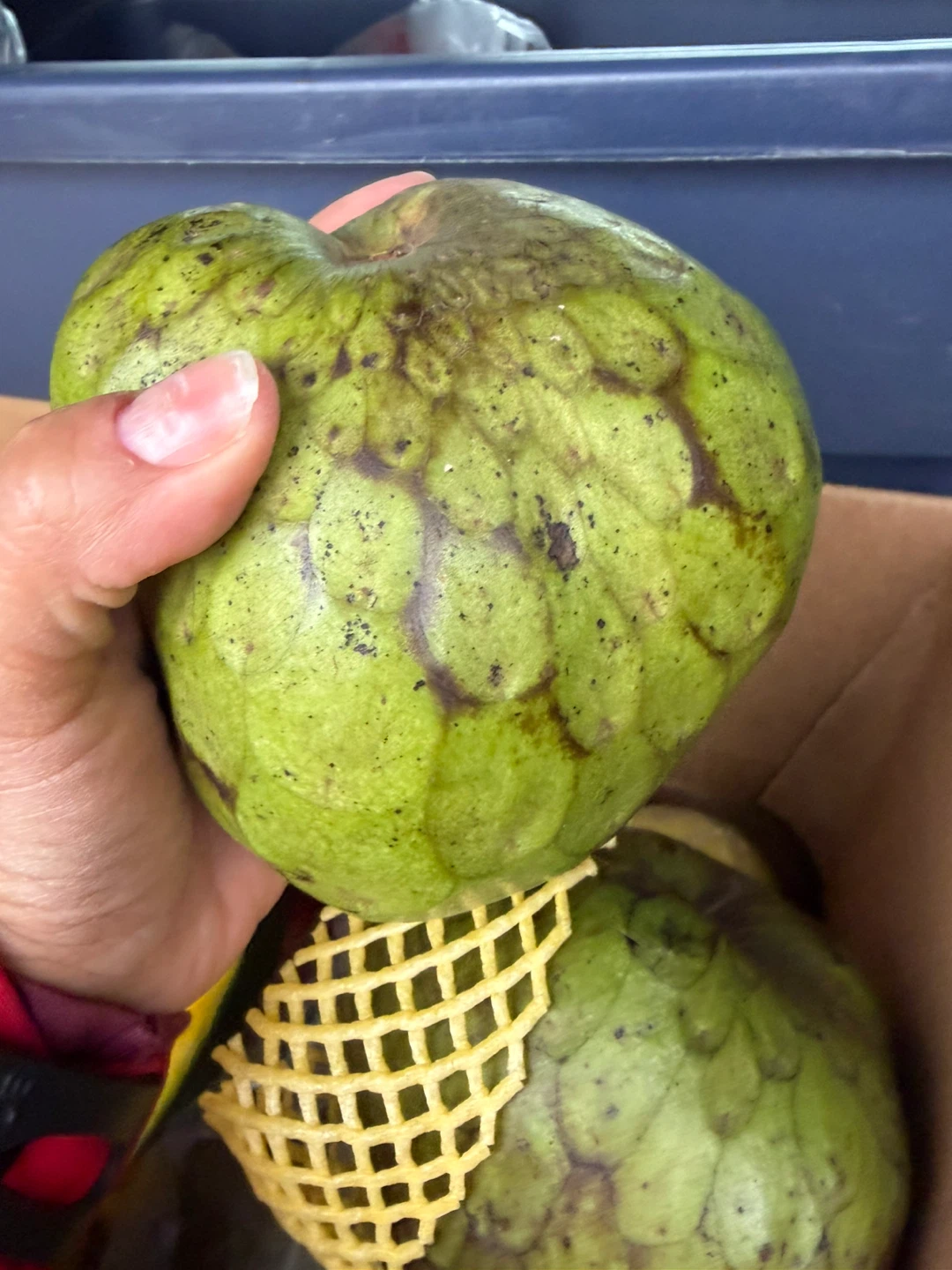 Fresh delicious Cherimoya Fruit from Peru - photo 4