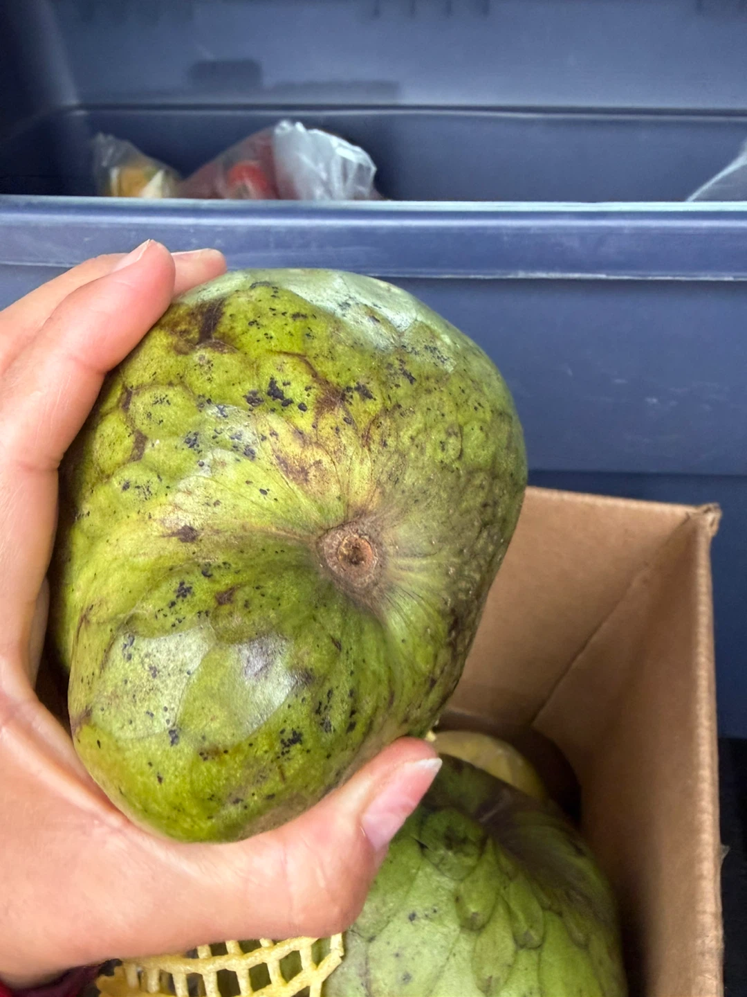 Fresh delicious Cherimoya Fruit from Peru - photo 5