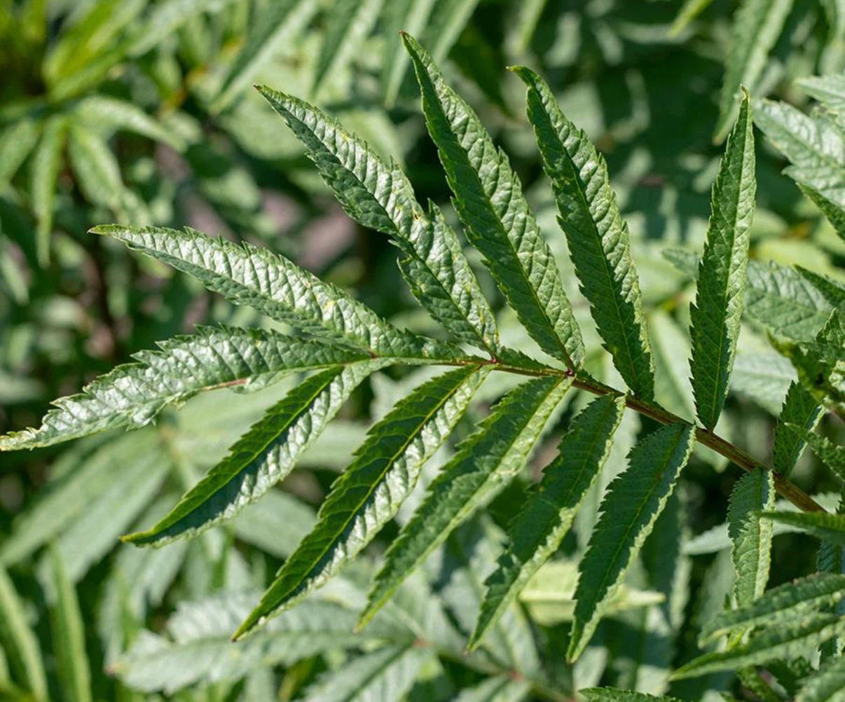 Fresh HUACATAY  or Lemon Verbena Bunch