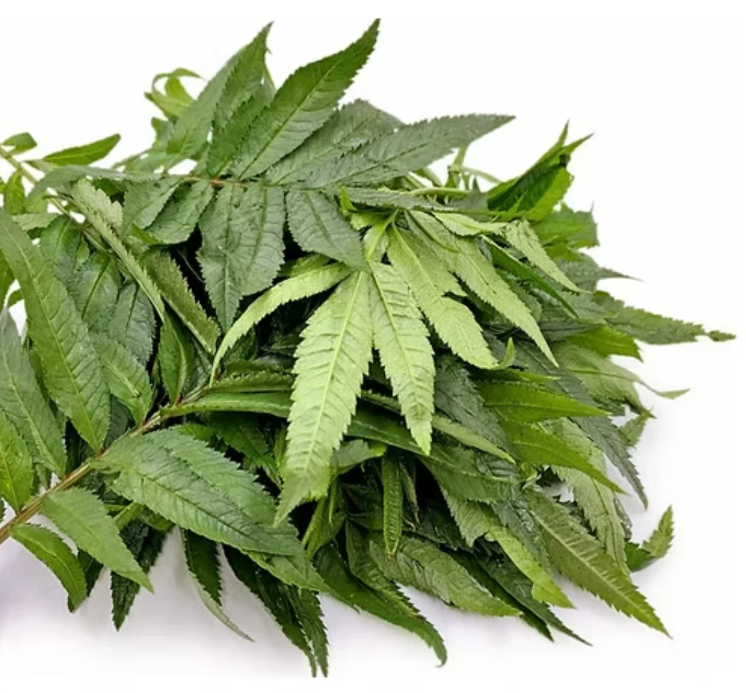 Fresh HUACATAY  or Lemon Verbena Bunch - photo 2