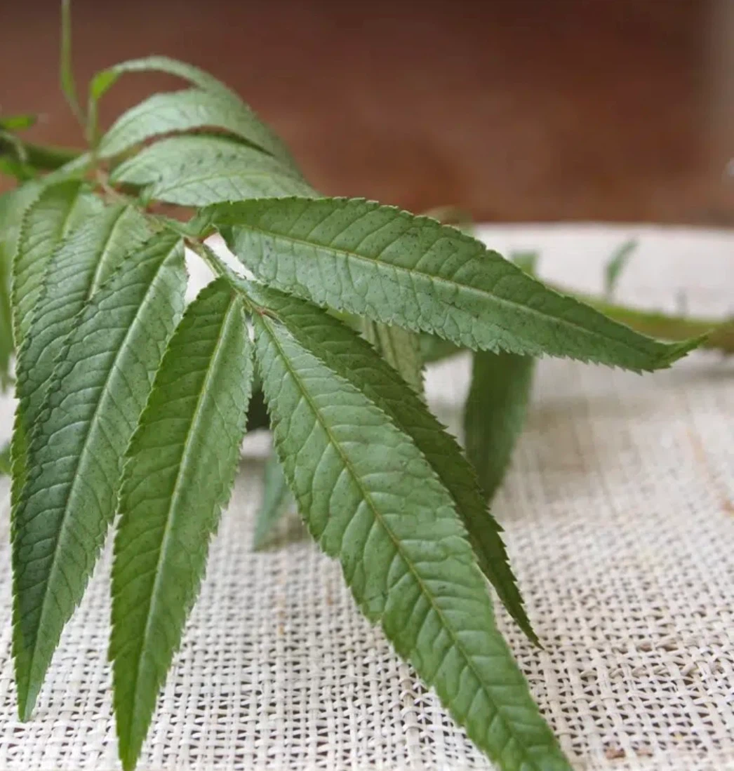 Fresh HUACATAY  or Lemon Verbena Bunch - photo 3