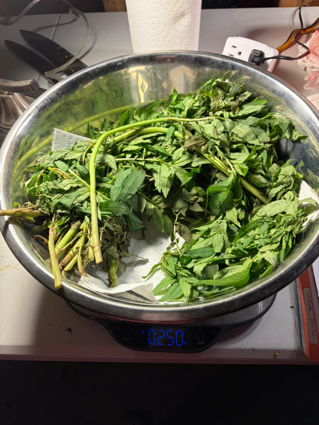 Fresh HUACATAY  or Lemon Verbena Bunch - photo 4