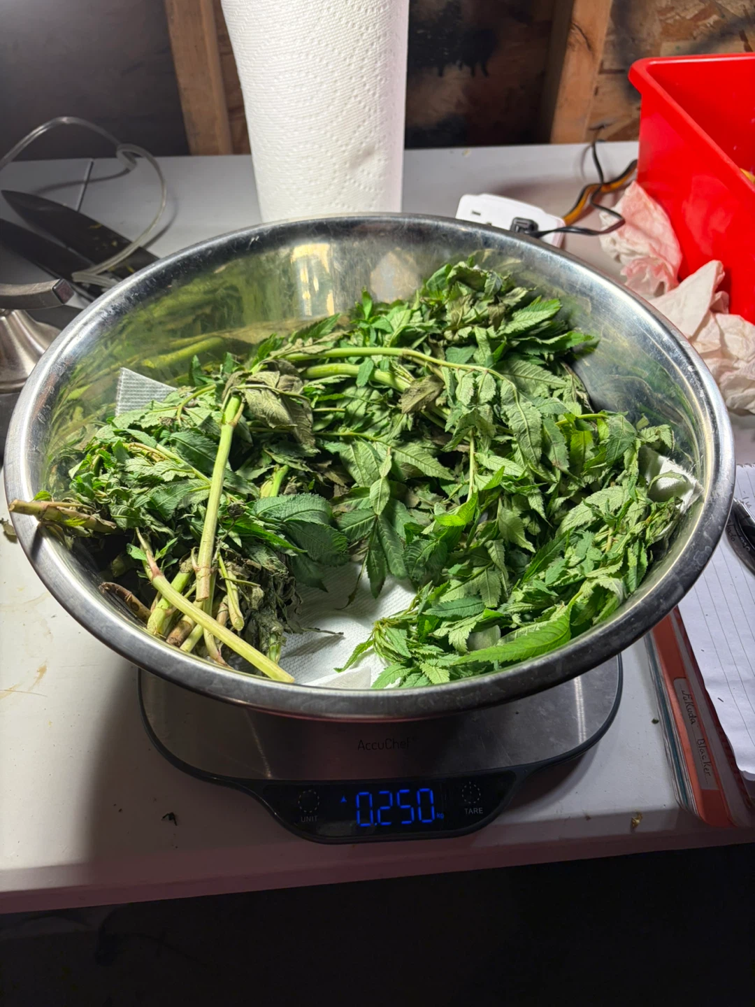 Fresh HUACATAY  or Lemon Verbena Bunch - photo 5