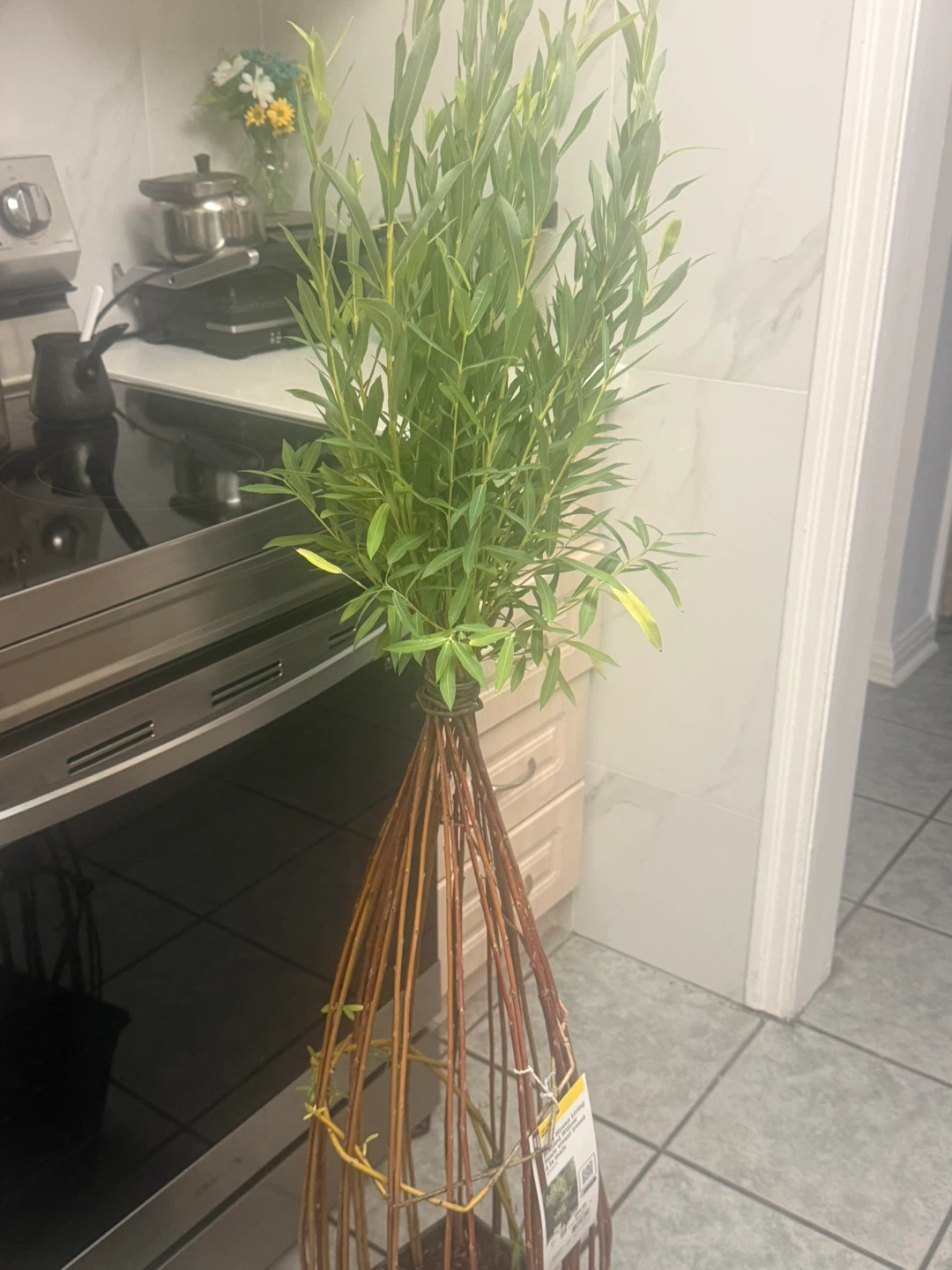 Willow Tree Plant - photo 2