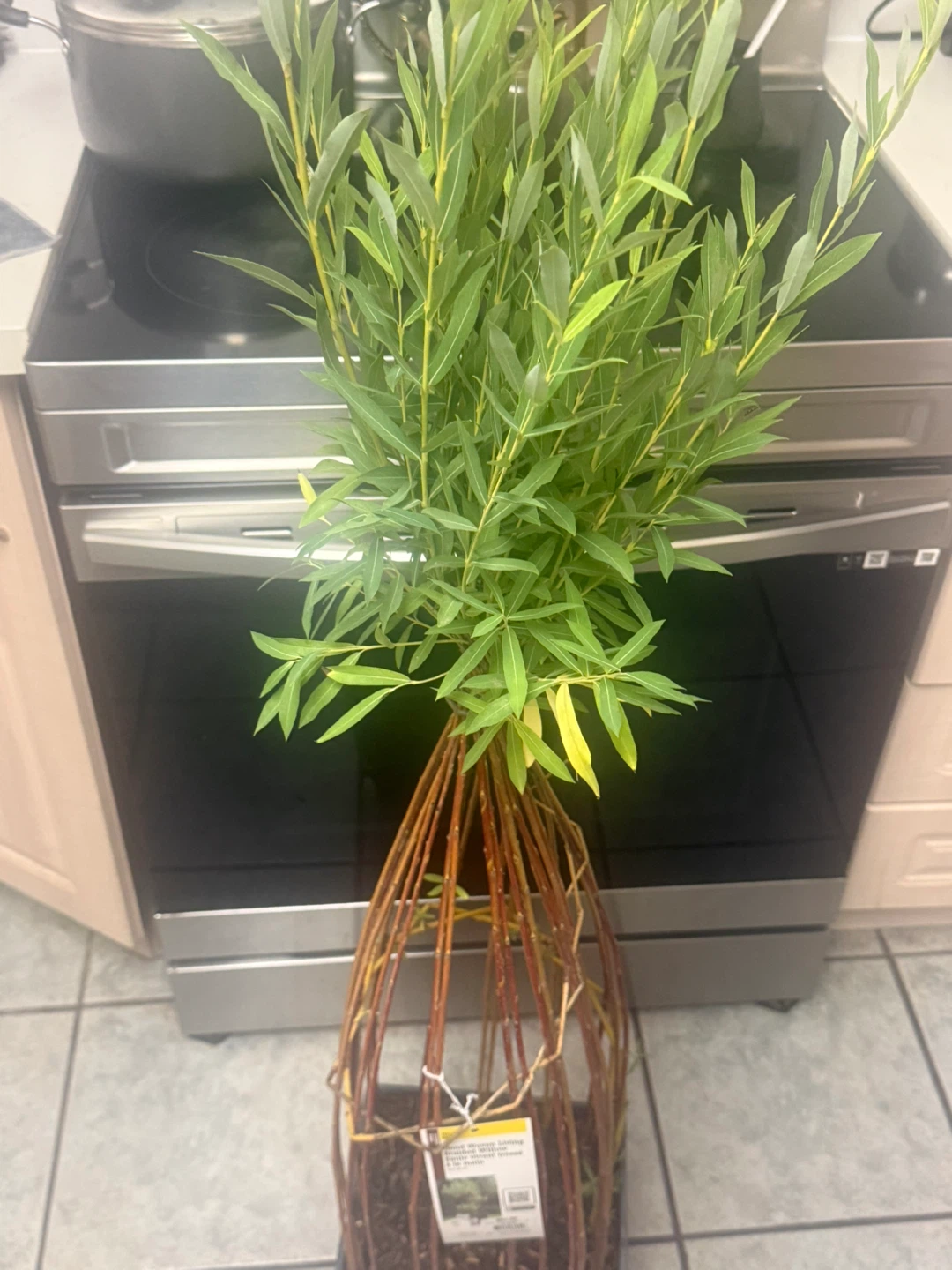 Willow Tree Plant - photo 3