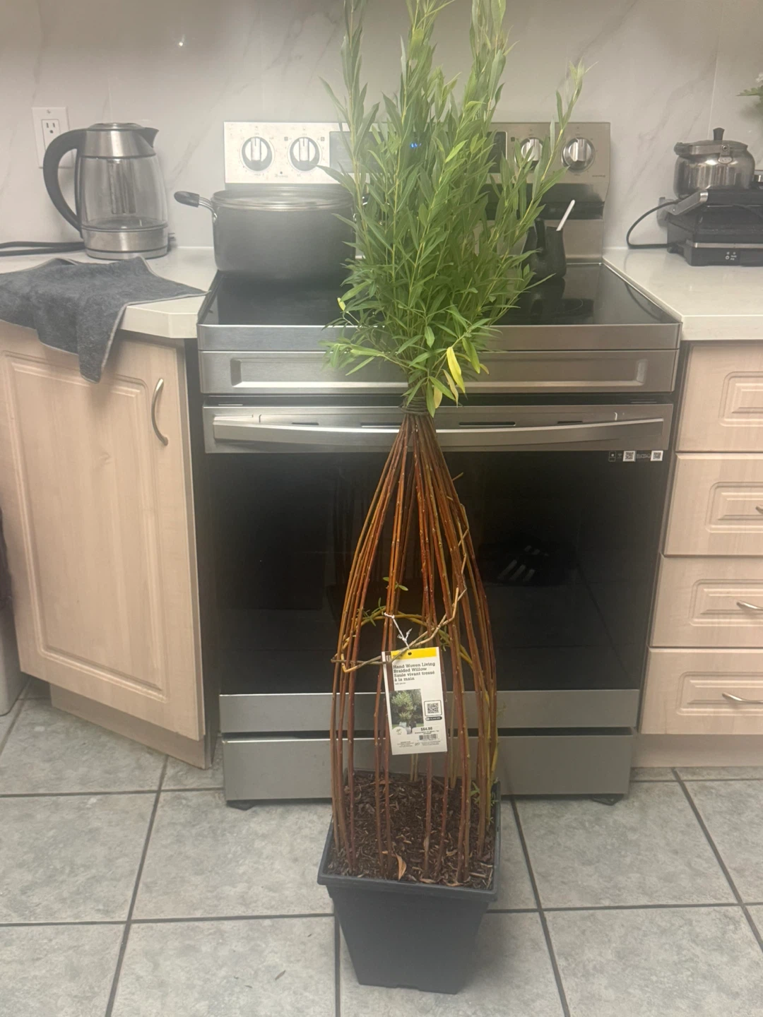 Willow Tree Plant