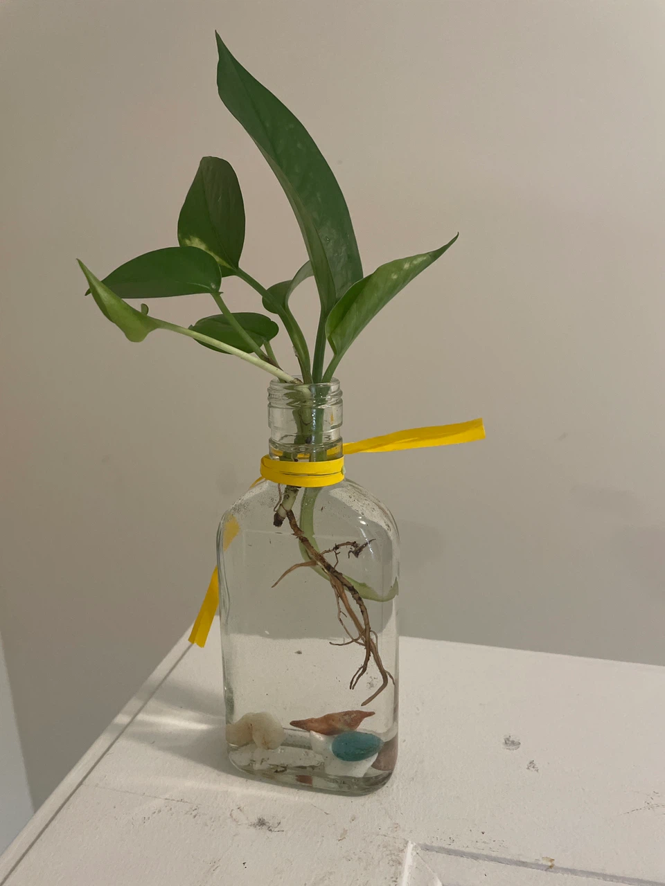 Pothos Plant Cutting in Glass Bottle