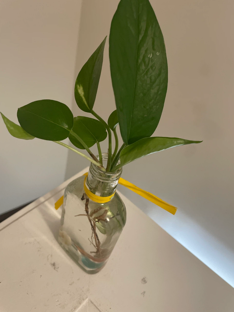 Pothos Plant Cutting in Glass Bottle - photo 2