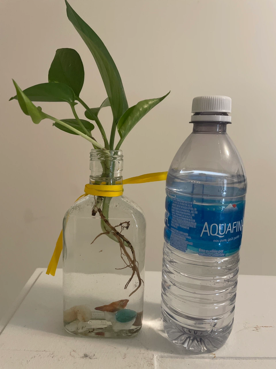 Pothos Plant Cutting in Glass Bottle - photo 3