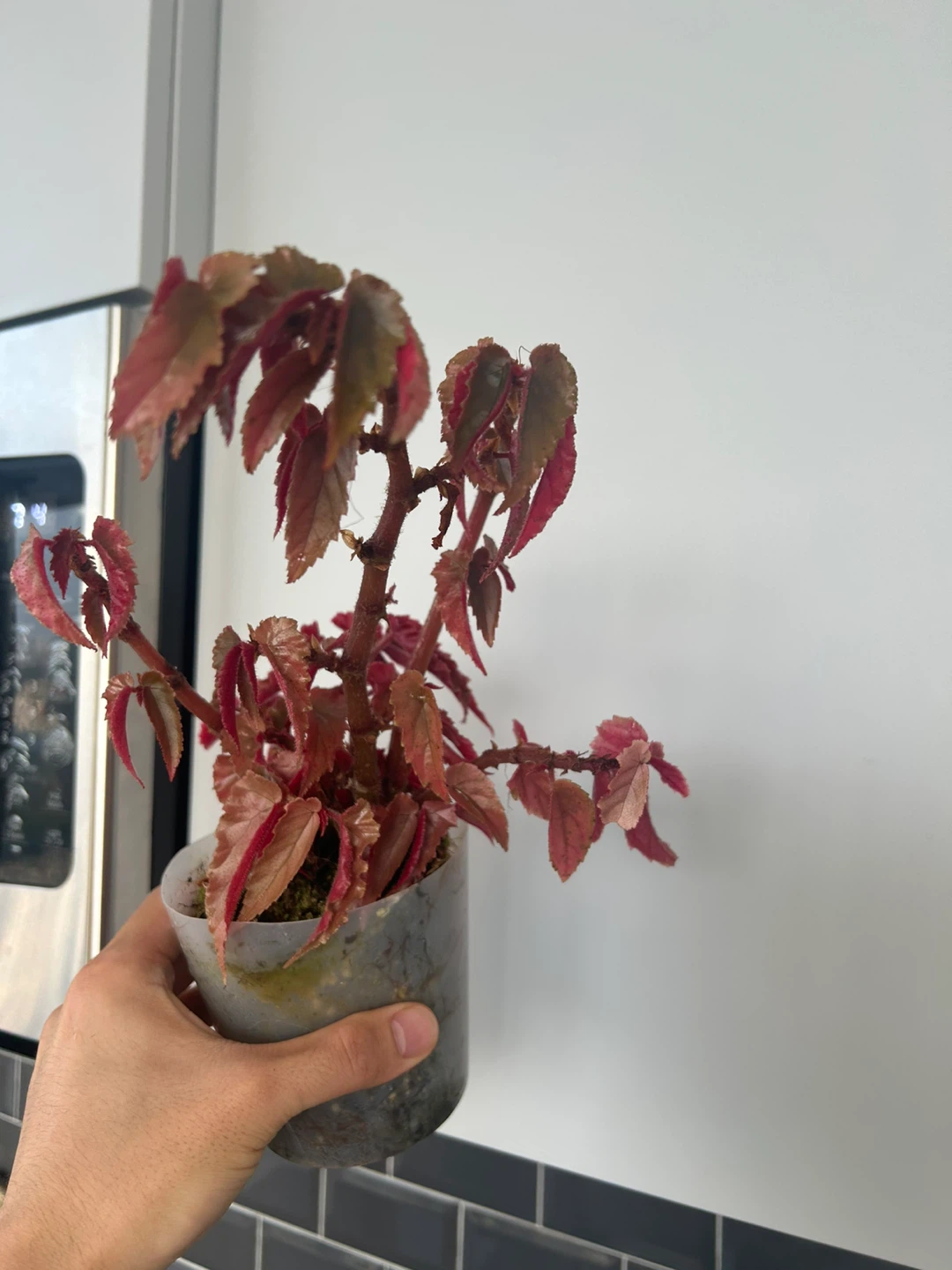 Rare Begonia Ginny galaxy