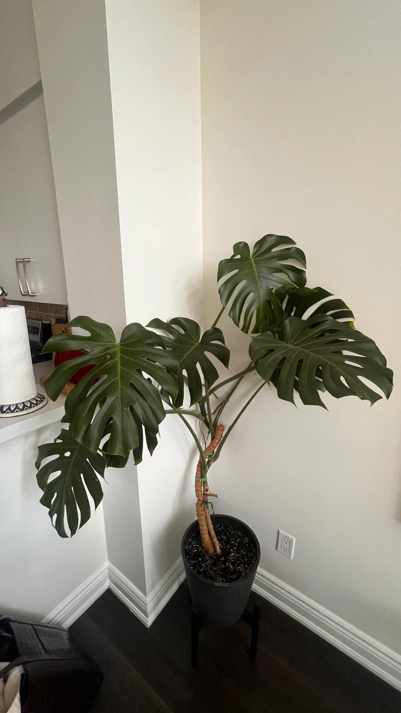 Monstera Deliciosa Plant