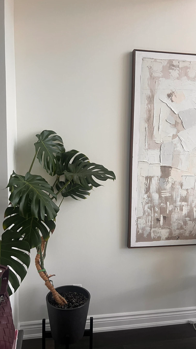 Monstera Deliciosa Plant - photo 2