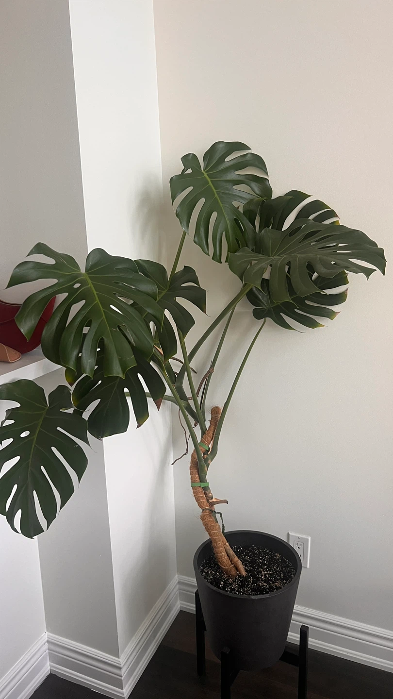 Monstera Deliciosa Plant - photo 3