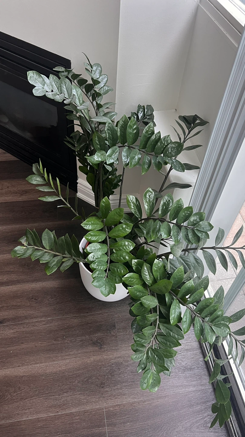 ZZ Plant in White Pot
