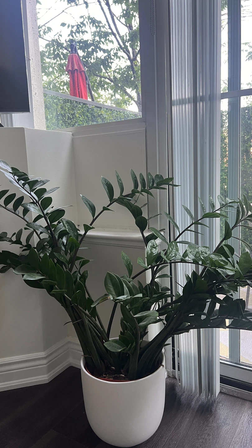 ZZ Plant in White Pot - photo 2