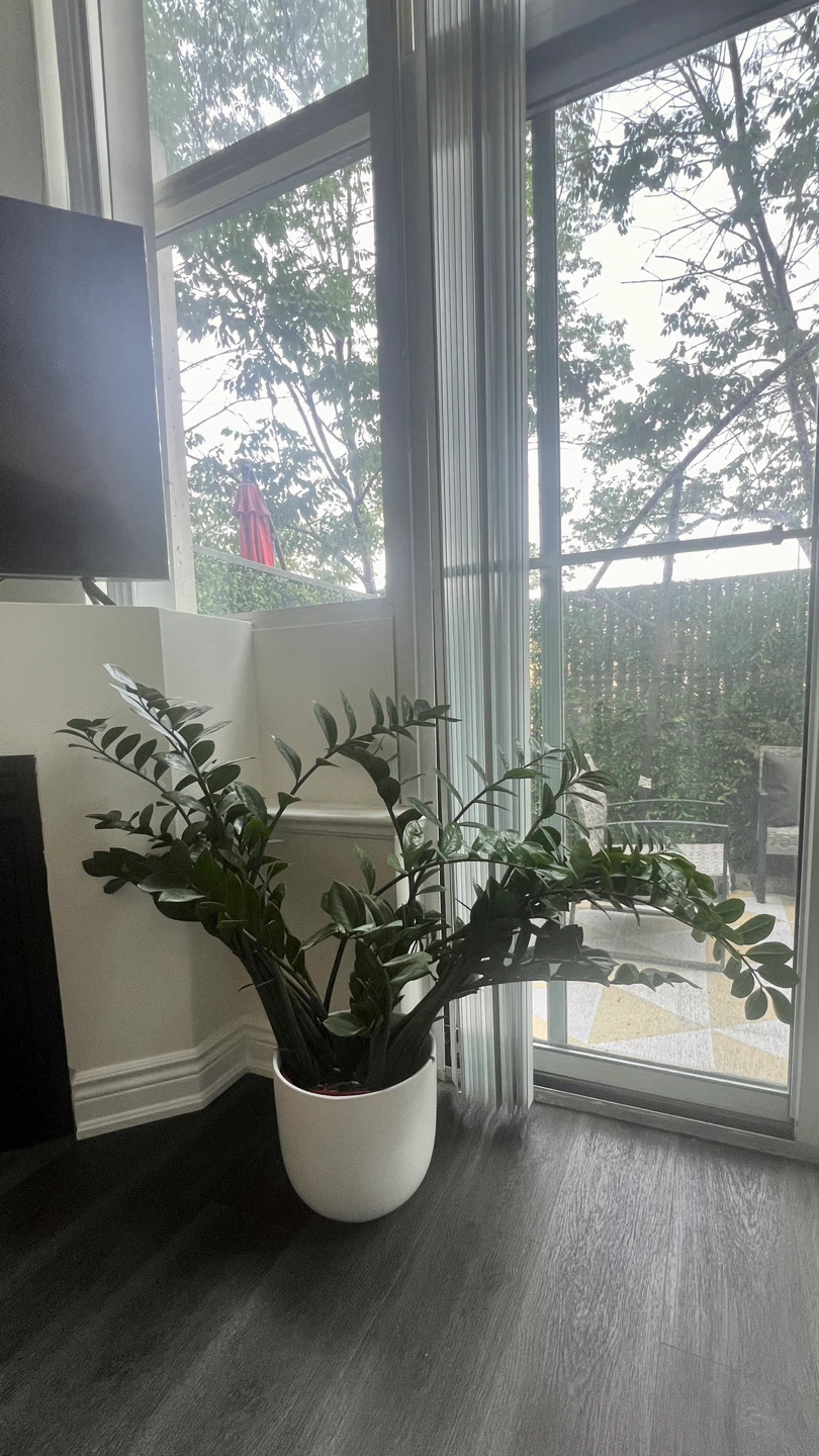 ZZ Plant in White Pot - photo 3