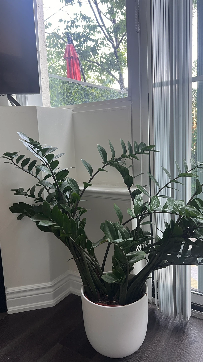 ZZ Plant in White Pot - photo 4