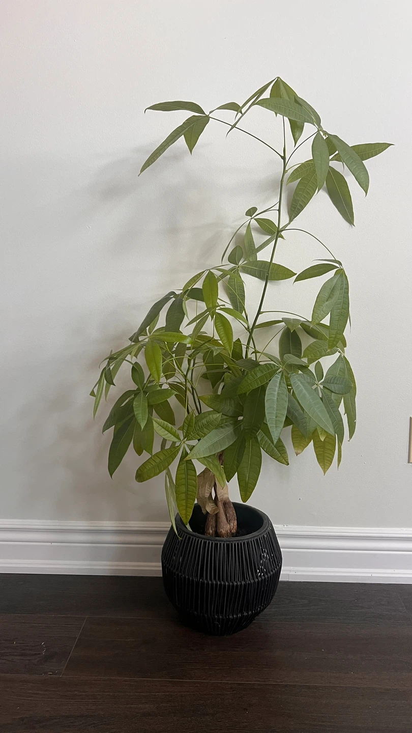 Money Tree Plant in Black Woven Pot