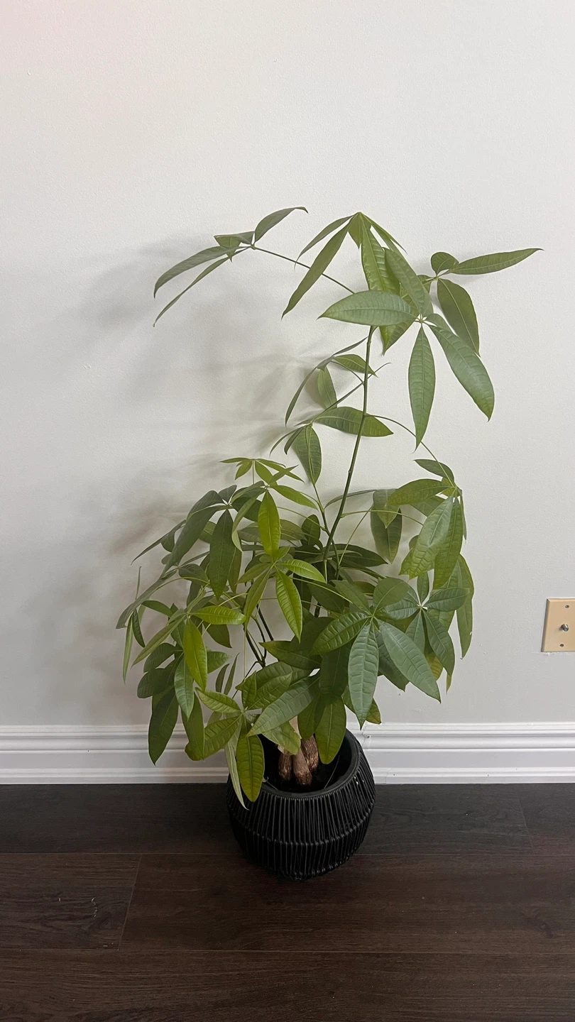 Money Tree Plant in Black Woven Pot - photo 2