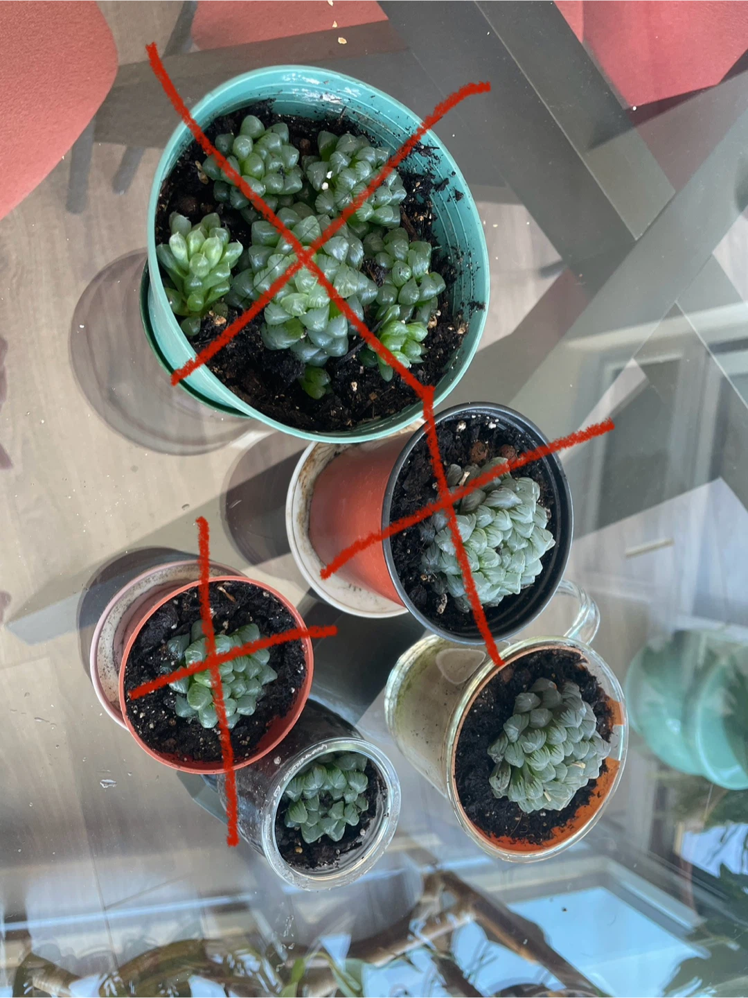 Haworthia Cooperi Succulent Plants - photo 2