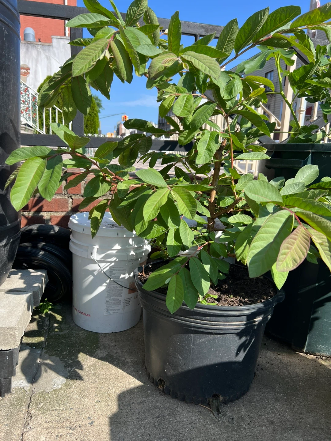 Potted Big Pink Guava Tree Plant with flower