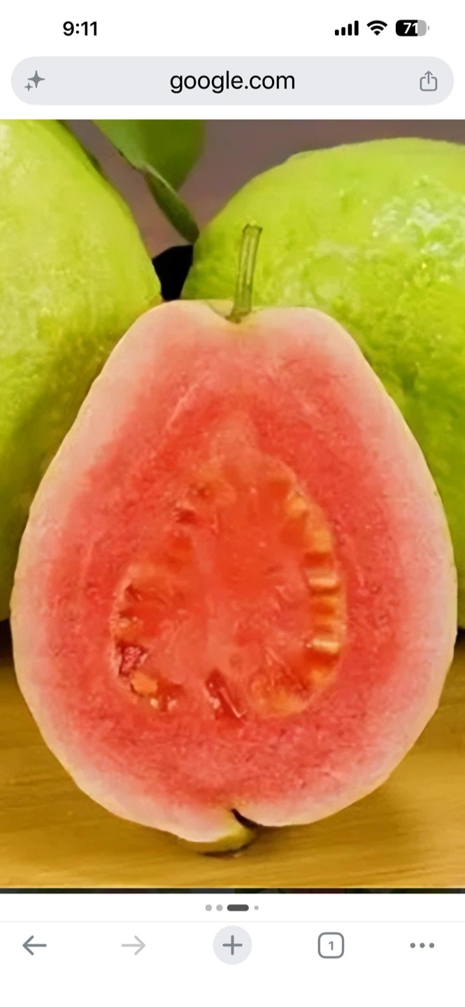Potted Big Pink Guava Tree Plant with flower - photo 2