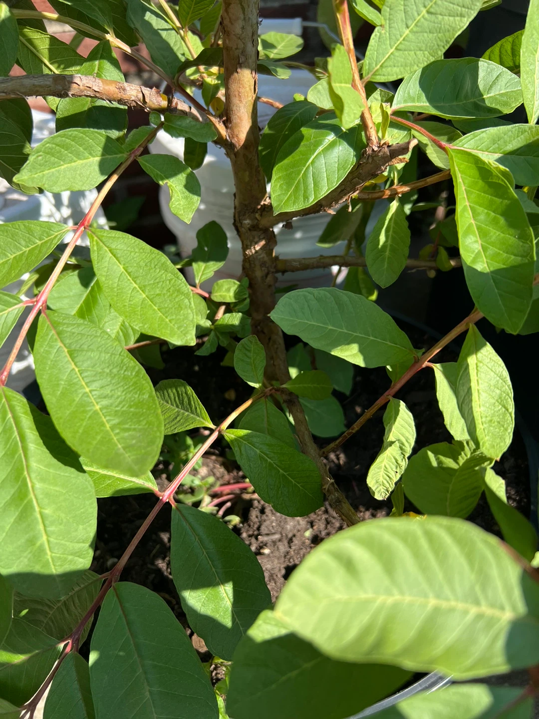 Potted Big Pink Guava Tree Plant with flower - photo 3