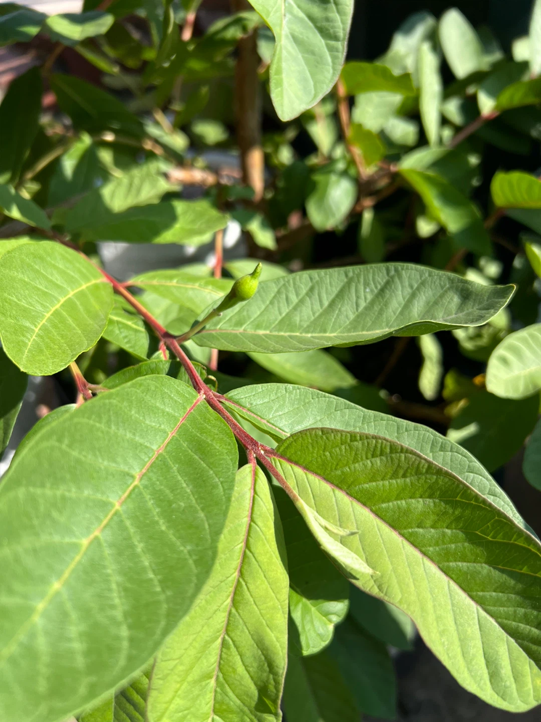 Potted Big Pink Guava Tree Plant with flower - photo 4