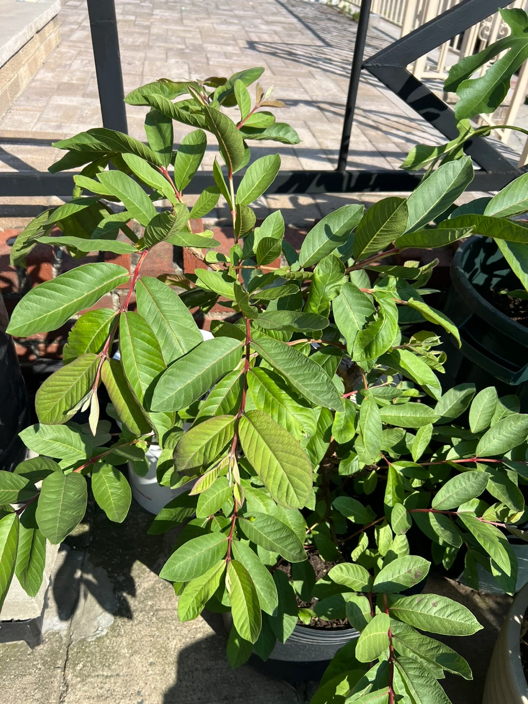 Potted Big Pink Guava Tree Plant with flower - photo 5