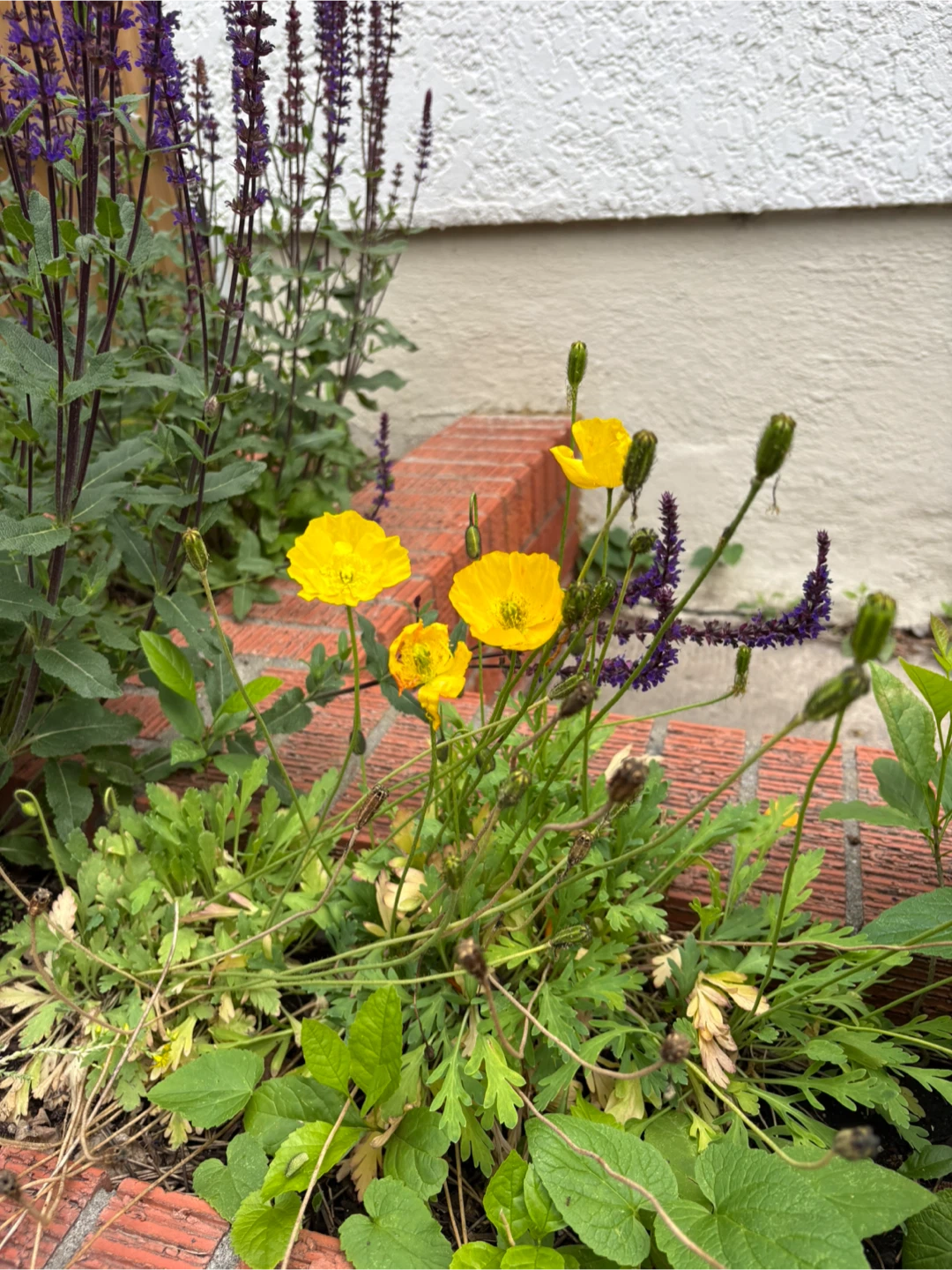 Yellow poppy seeds