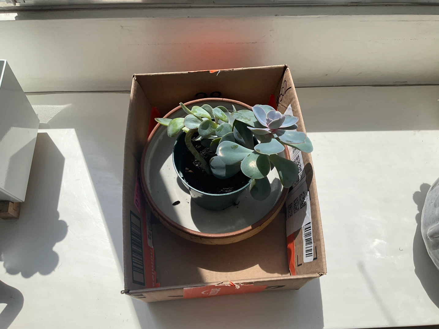 free jade plants