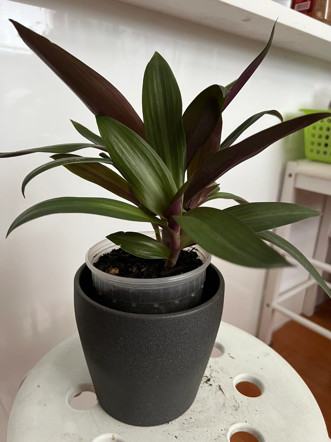 Beautiful young oyster plant