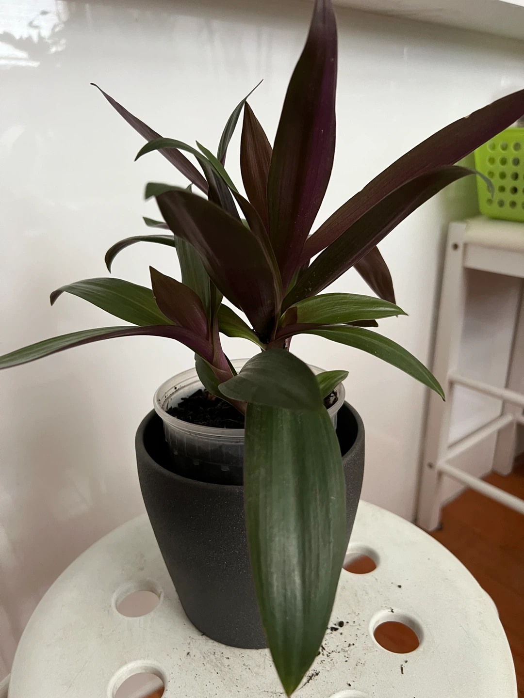 Beautiful young oyster plant - photo 2