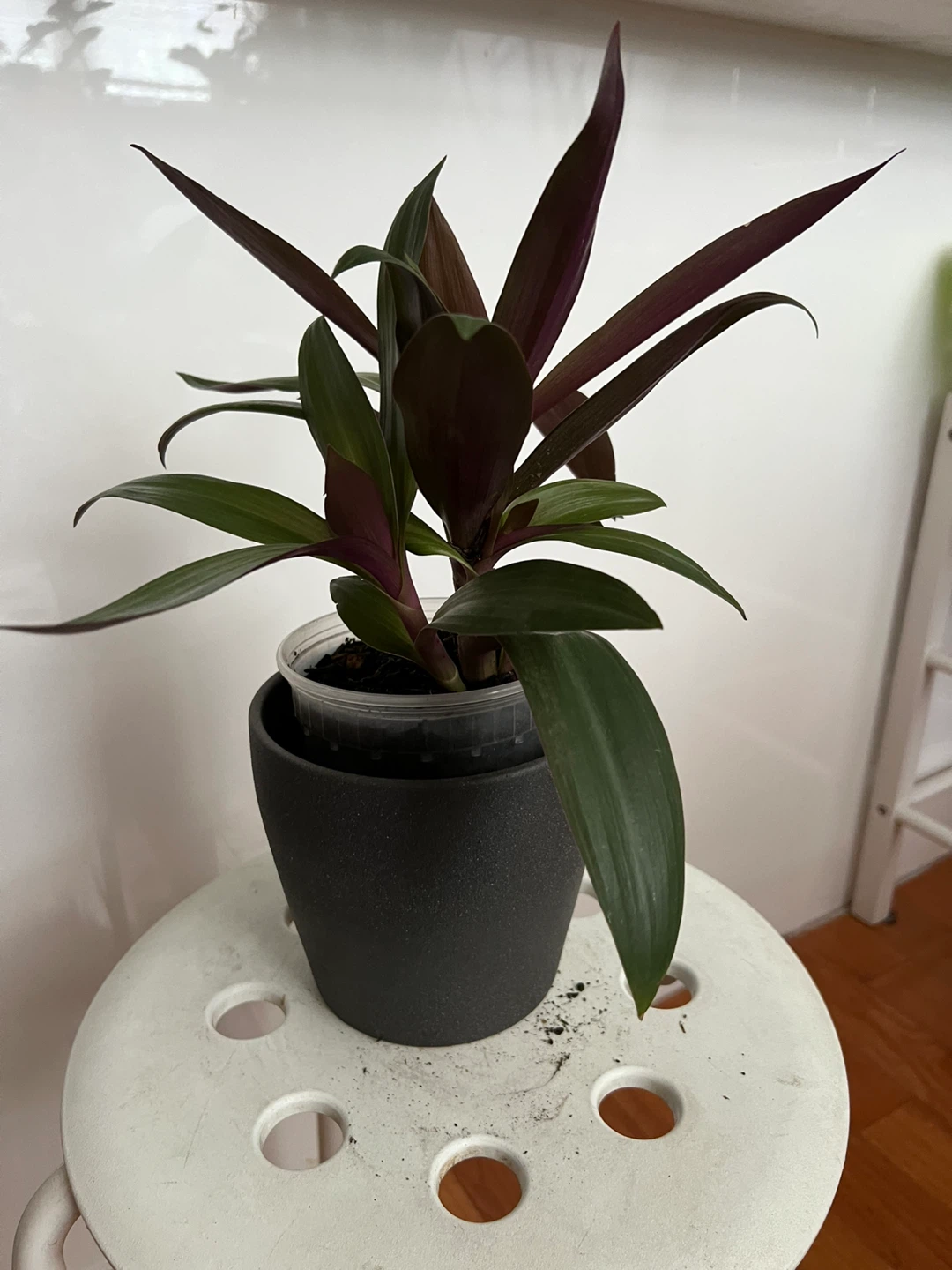 Beautiful young oyster plant - photo 3