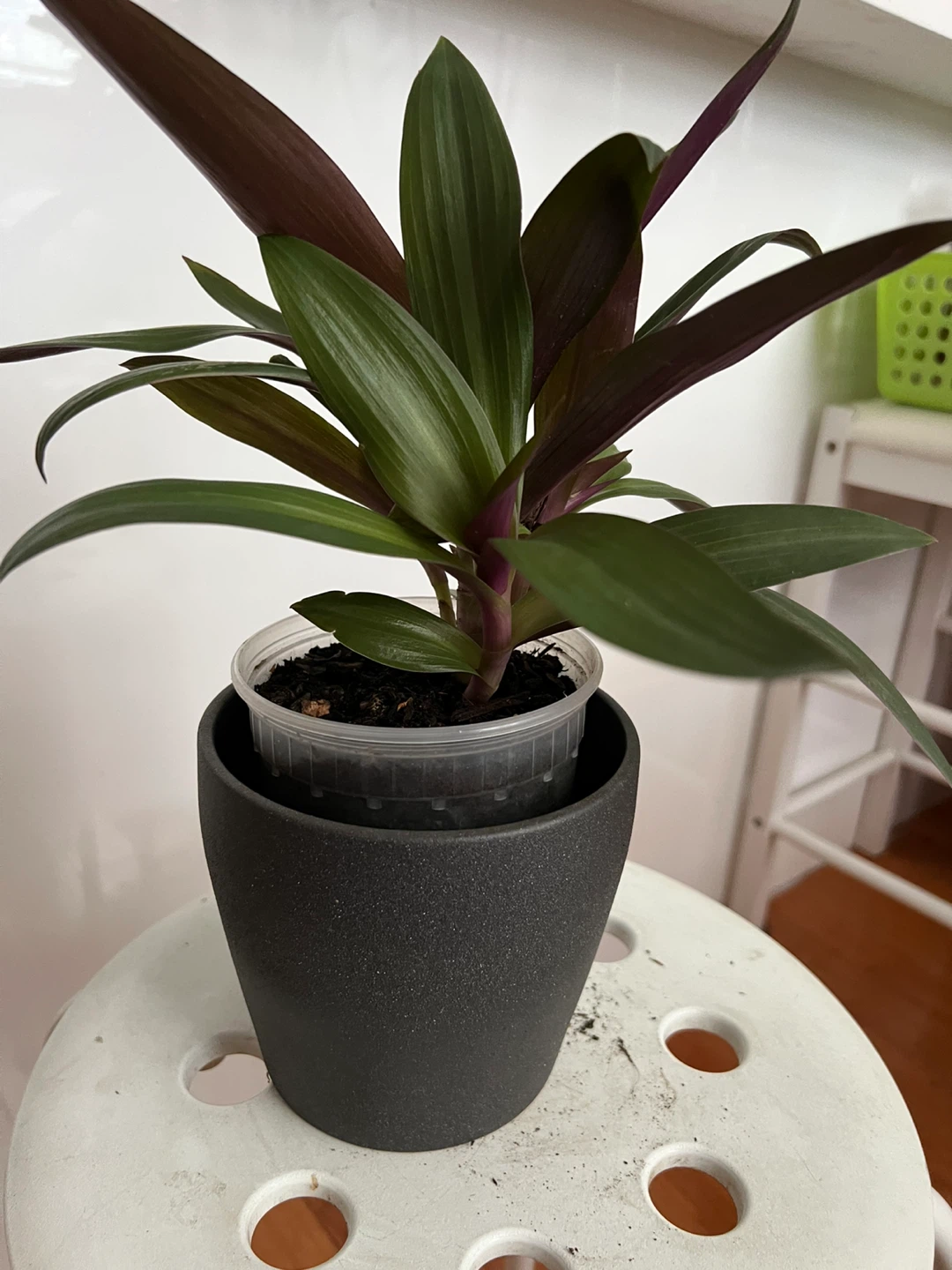 Beautiful young oyster plant - photo 4