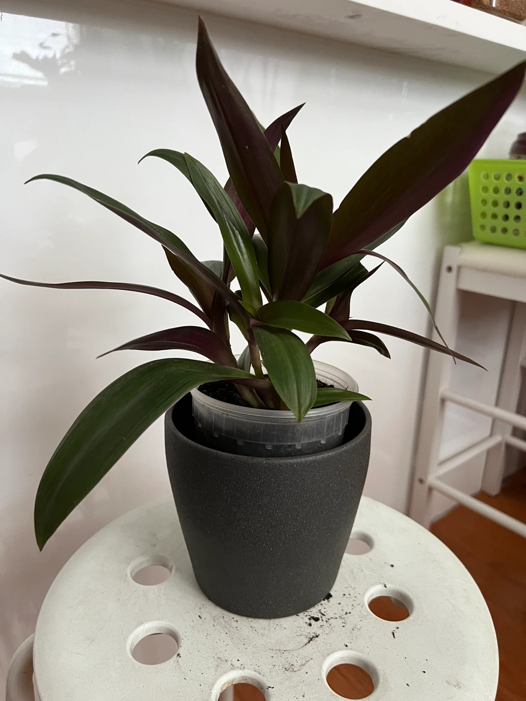 Beautiful young oyster plant - photo 5
