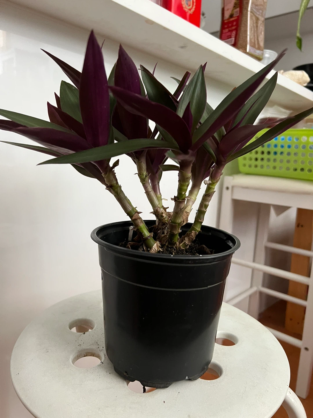 Beautiful age oyster plant in Black Pot