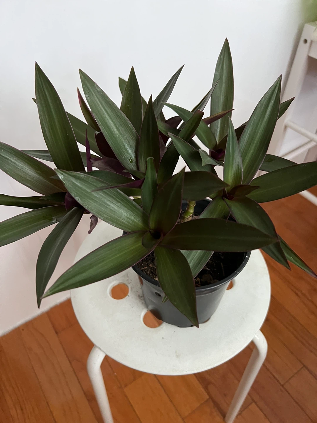 Beautiful age oyster plant in Black Pot - photo 2