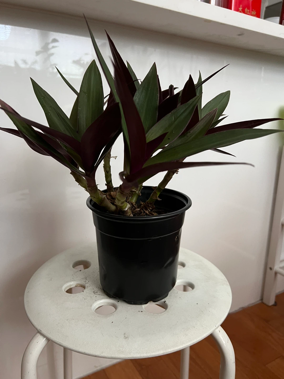 Beautiful age oyster plant in Black Pot - photo 3
