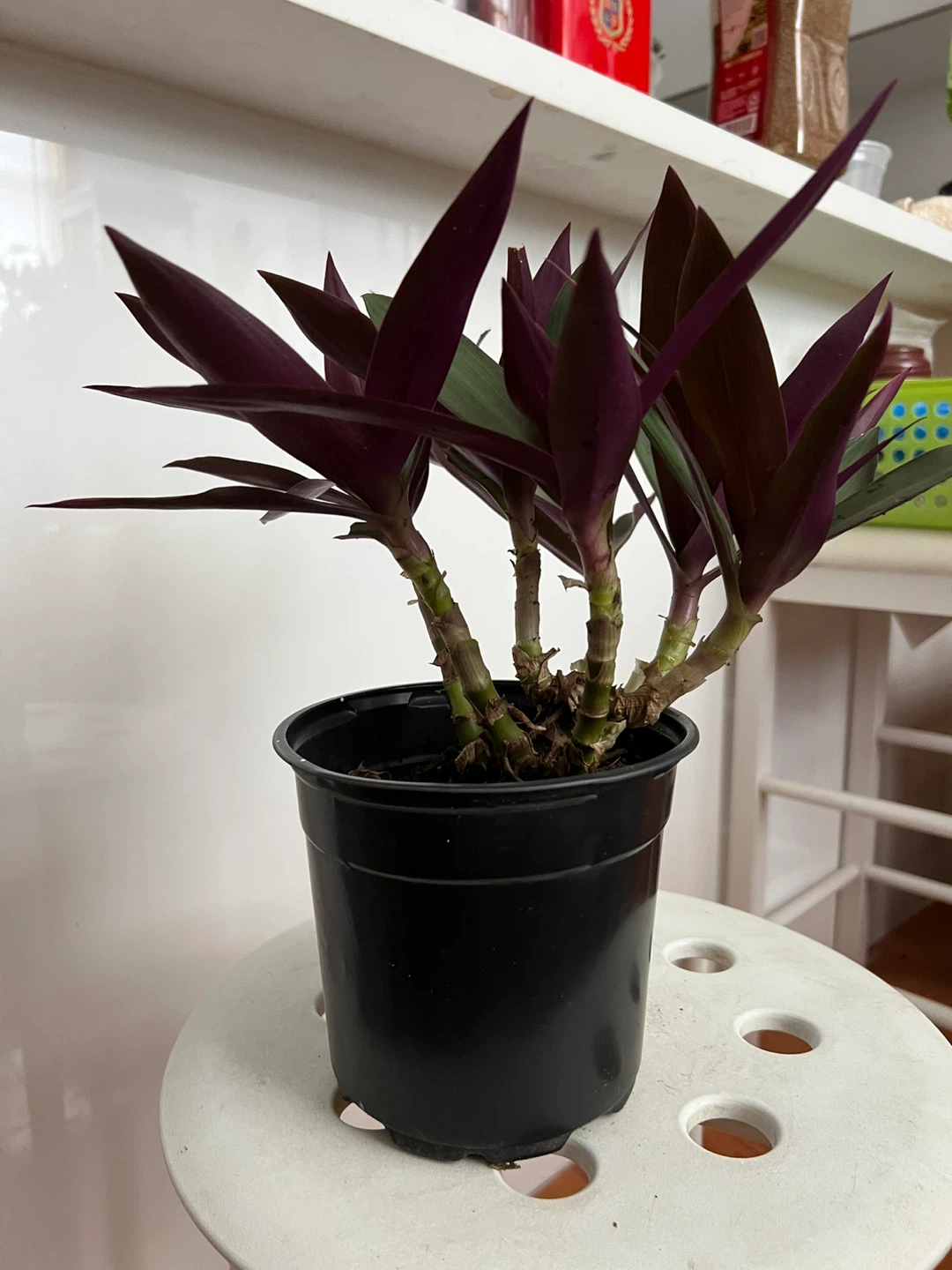 Beautiful age oyster plant in Black Pot - photo 4