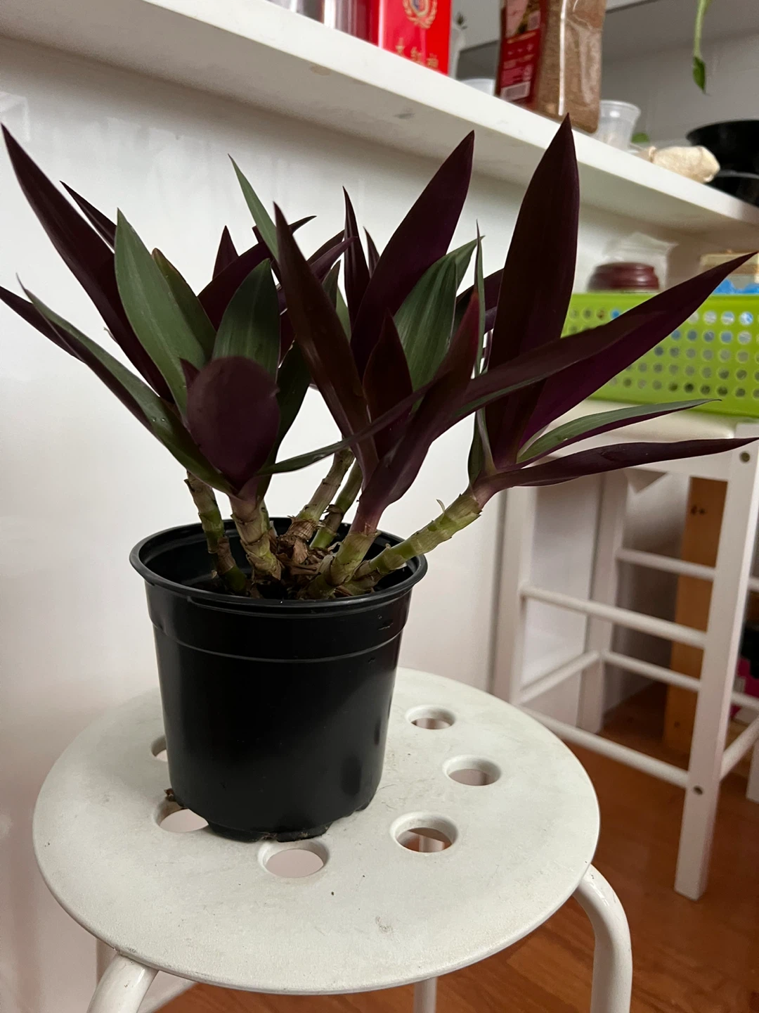 Beautiful age oyster plant in Black Pot - photo 5