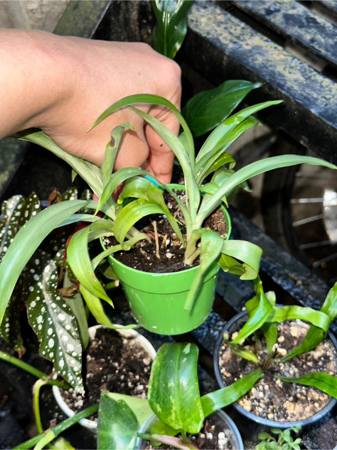 Spider Plants