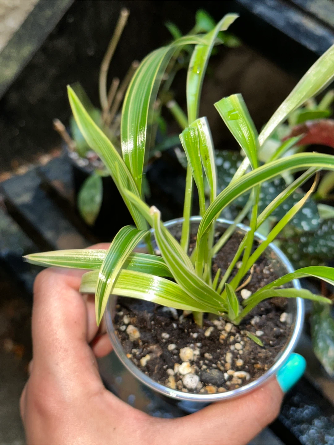 Spider Plants - photo 2