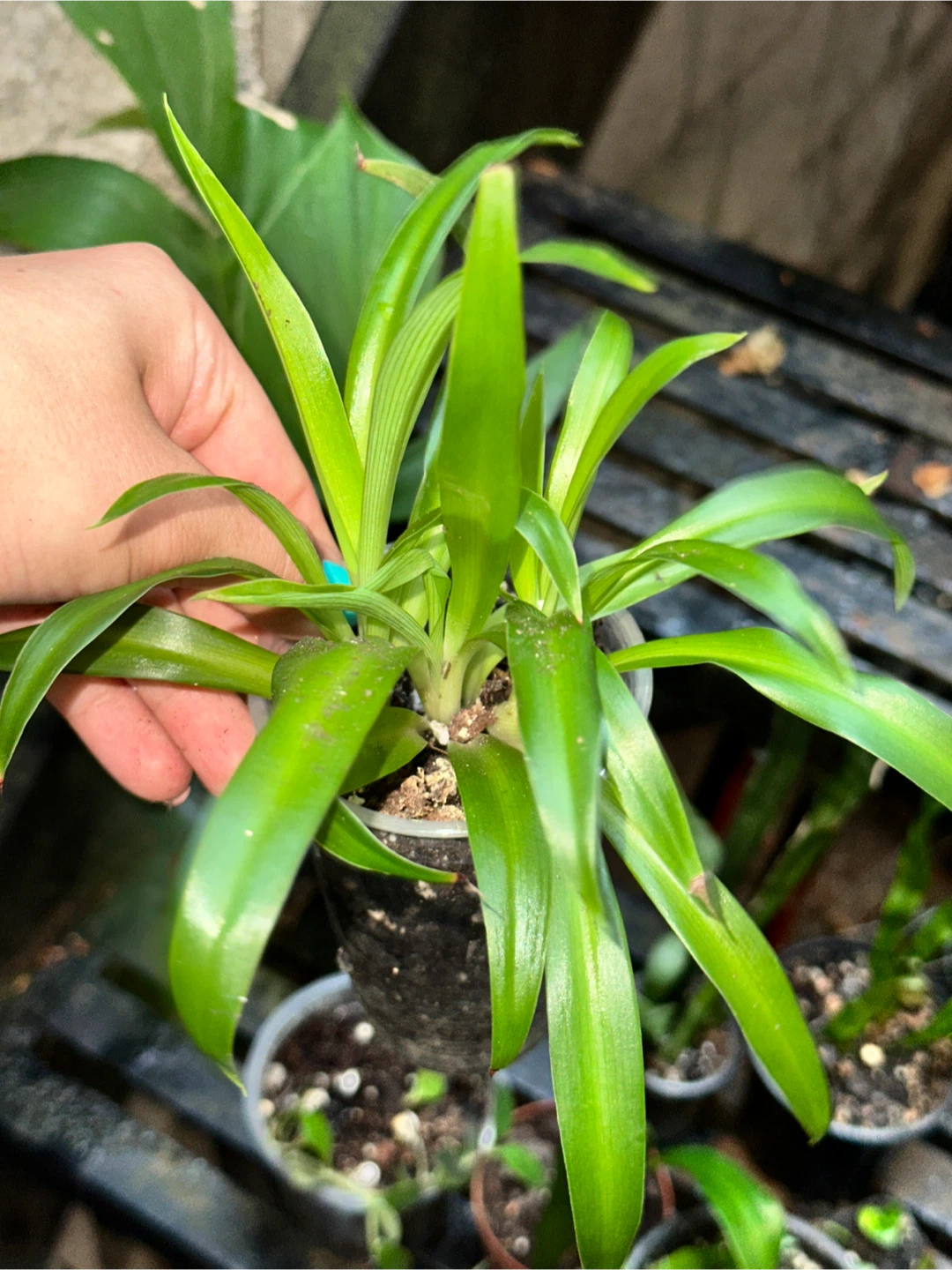 Spider Plants - photo 3