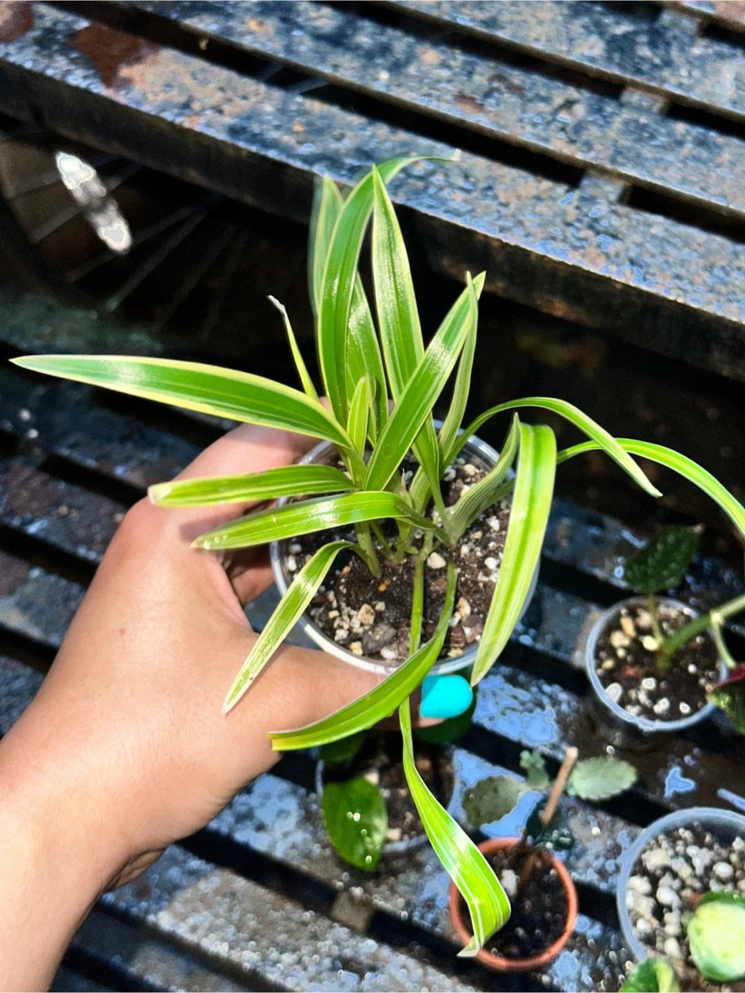 Spider Plants - photo 4