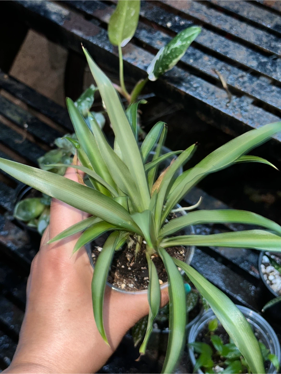 Spider Plants - photo 5