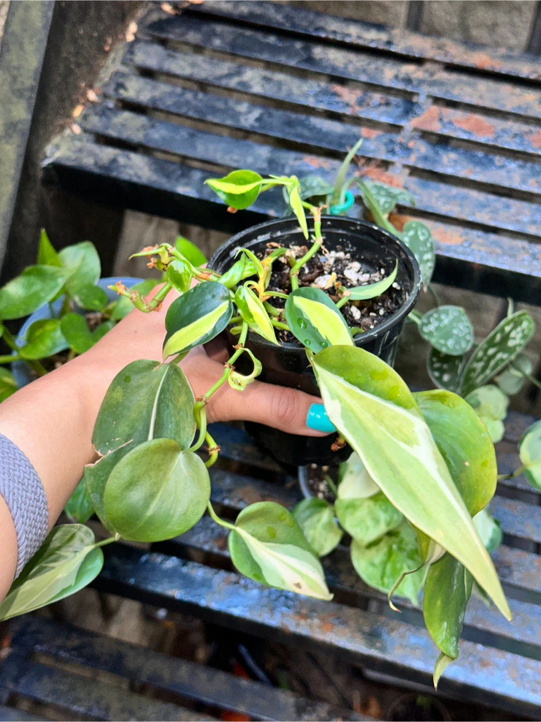 Philodendron Silver Stripe Plant