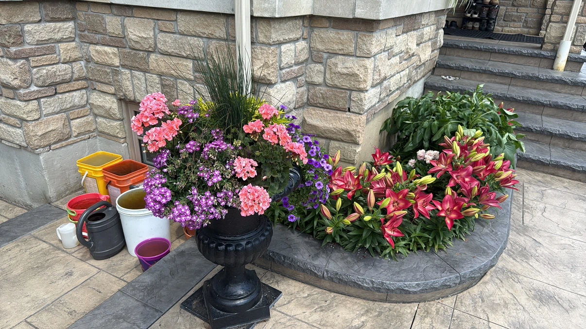 red Lily Plants